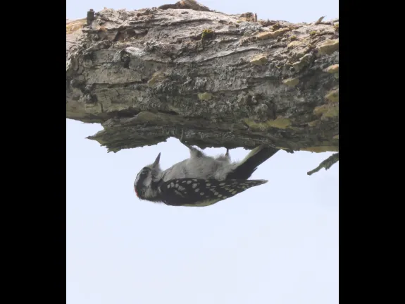 A downy woodpecker at Breakneck Hill Conservation Land in Southborough, photographed by Steve Forman.