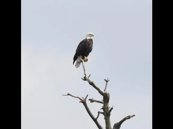 A bald eagle at the Sudbury Reservoir in Southborough, photographed by Steve Forman.