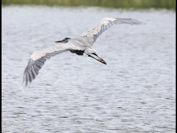 A great blue heron at Farm Pond in Framingham, photographed by Steve Forman.