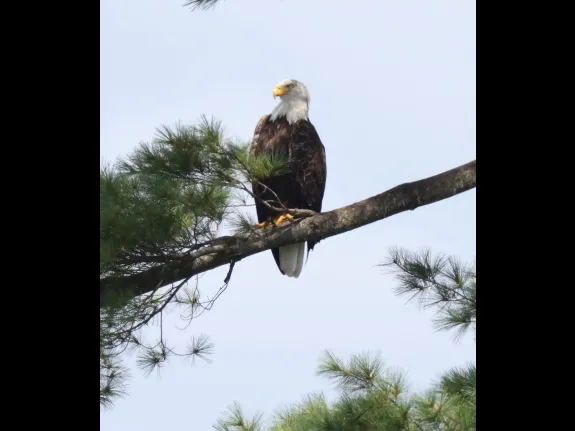 A bald eagle at Foss Reservoir in Framingham, photographed by Steve Forman.