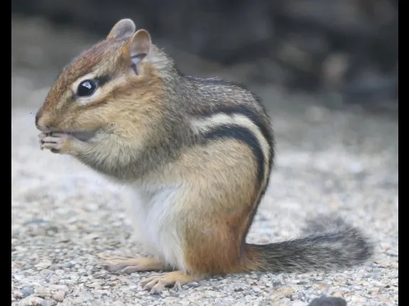 An eastern chipmunk in Framingham, photographed by Steve Forman.