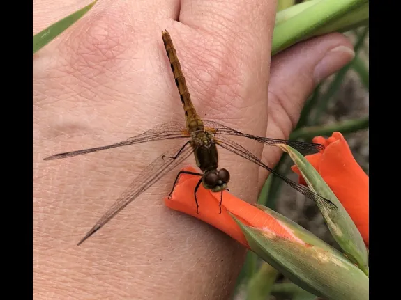 A dragonfly in Sudbury, photographed by Sharon Tentarelli.