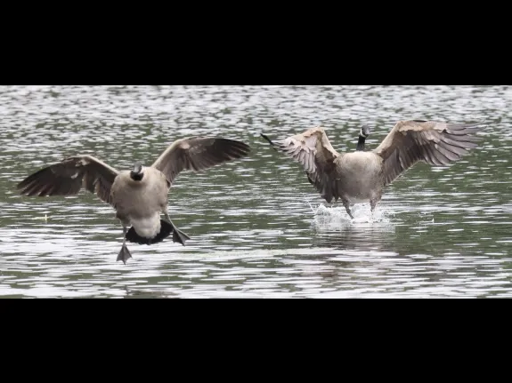 Canada geese at Hager Pond in Marlborough, photographed by Steve Forman.