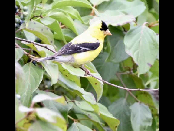 An American goldfinch at Breakneck Hill Conservation Land in Southborough, photographed by Steve Forman.