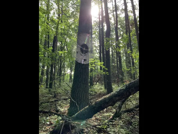 A spider's web in Concord, photographed by Gail Sartori.