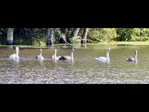 Mute swans at Hager Pond in Marlborough, photographed by Steve Forman.