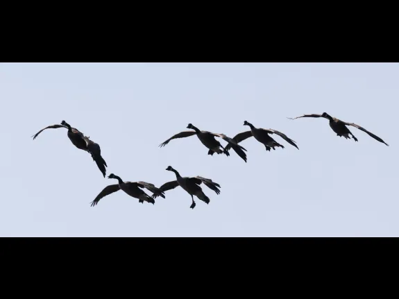 Canada geese at Hager Pond in Marlborough, photographed by Steve Forman.