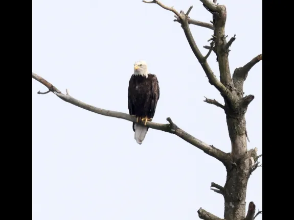 A bald eagle at the Sudbury Reservoir in Southborough, photographed by Steve Forman.