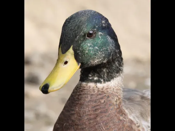 A mallard at Hager Pond in Marlborough, photographed by Steve Forman.