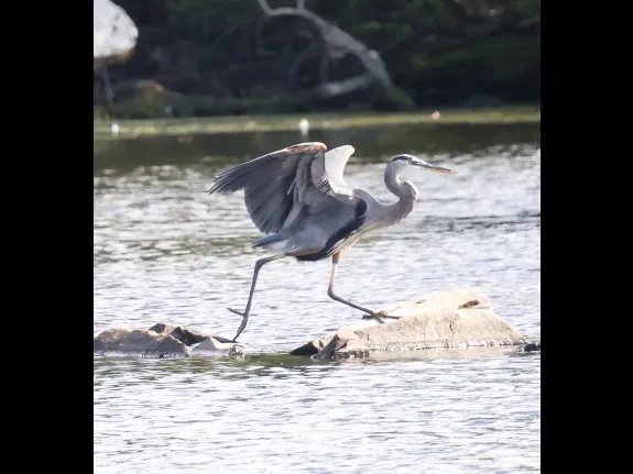 A great blue heron at Hager Pond in Marlborough, photographed by Steve Forman.