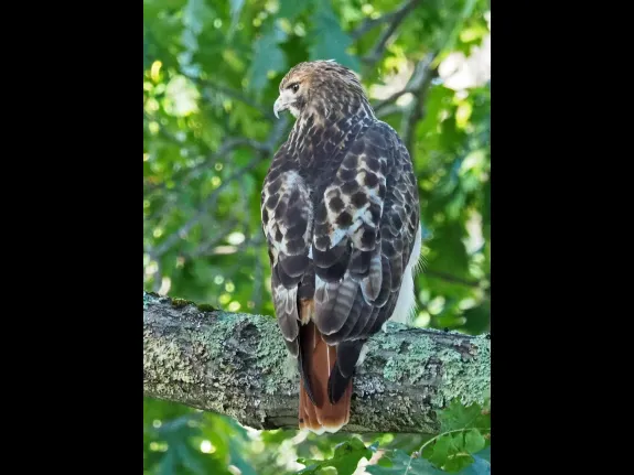 A red-tailed hawk in Framingham, photographed by Joan Chasan.
