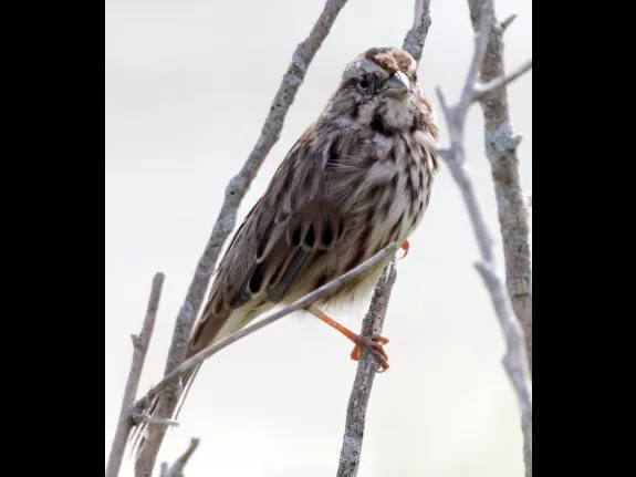 A song sparrow at Farm Pond in Framingham, photographed by Steve Forman.