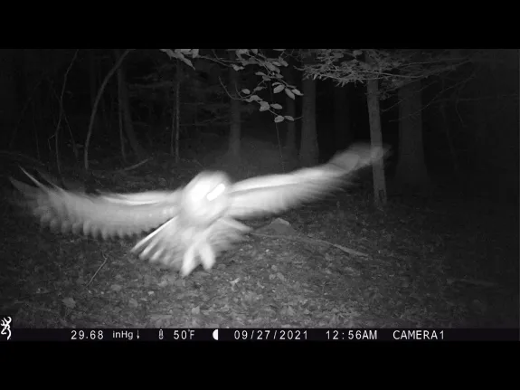 A barred owl in Harvard, photographed with an automatically triggered wildlife camera by Steve Cumming.
