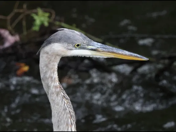 A great blue heron at Grist Mill Pond in Sudbury, photographed by Steve Forman.