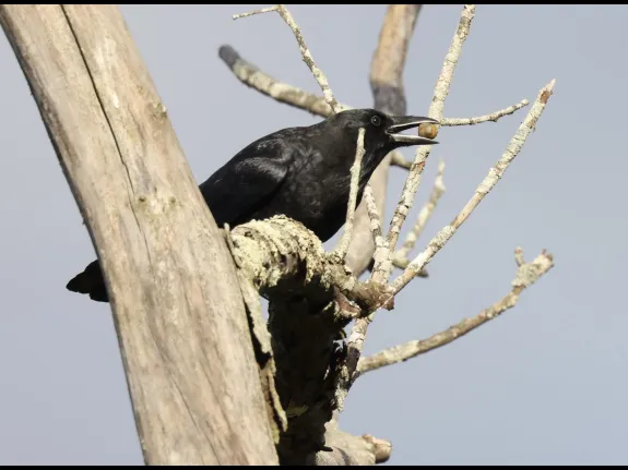 An American crow at Breakneck Hill Conservation Land in Southborough, photographed by Steve Forman.