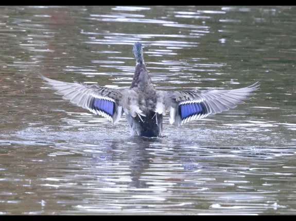 A mallard at Hager Pond in Marlborough, photographed by Steve Forman.