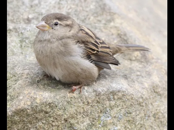 A house sparrow at Hager Pond in Marlborough, photographed by Steve Forman.