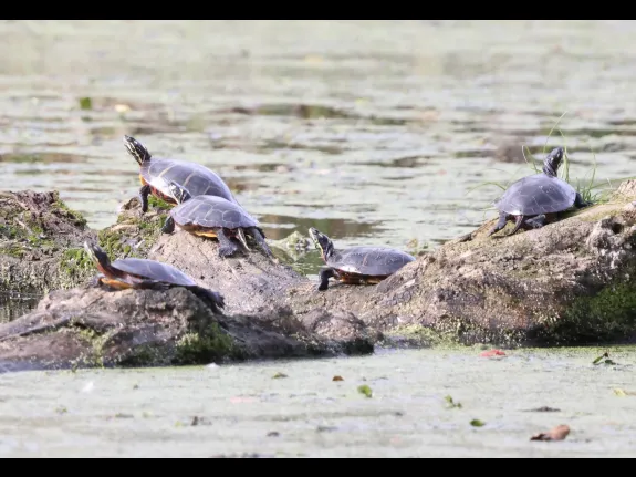 Painted turtles at Grist Mill Pond in Sudbury, photographed by Steve Forman.