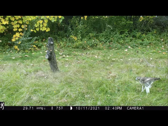 A red-tailed hawk in Harvard, photographed with an automatically triggered wildlife camera by Steve Cumming.