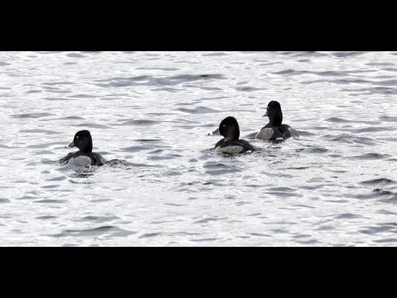 Ring-necked ducks at Foss Reservoir in Framingham, photographed by Steve Forman.