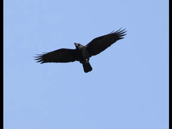 An American crow at Breakneck Hill Conservation Land in Southborough, photographed by Steve Forman.