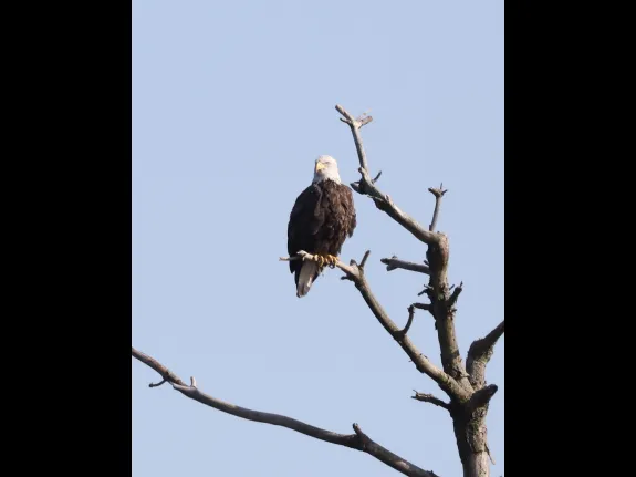 A bald eagle at the Sudbury Reservoir in Southborough, photographed by Steve Forman.