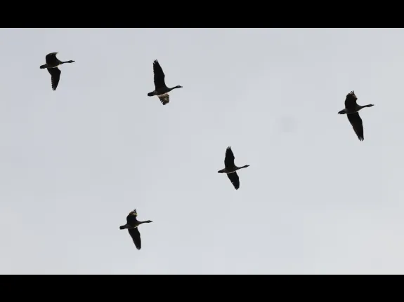 Canada geese at Hager Pond in Marlborough, photographed by Steve Forman.