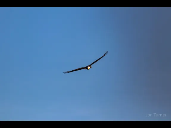 A bald eagle in Southborough, photographed by Jon Turner.