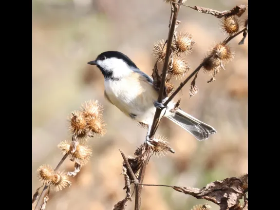 A black-capped chickadee at Breakneck Hill Conservation Land in Southborough, photographed by Steve Forman.