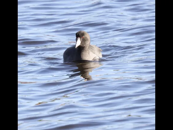 An American coot at Hager Pond in Marlborough, photographed by Steve Forman.