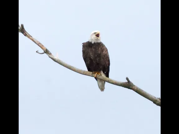 A bald eagle at the Sudbury Reservoir in Southborough, photographed by Steve Forman.