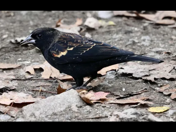 A red-winged blackbird at Hager Pond in Marlborough, photographed by Steve Forman.