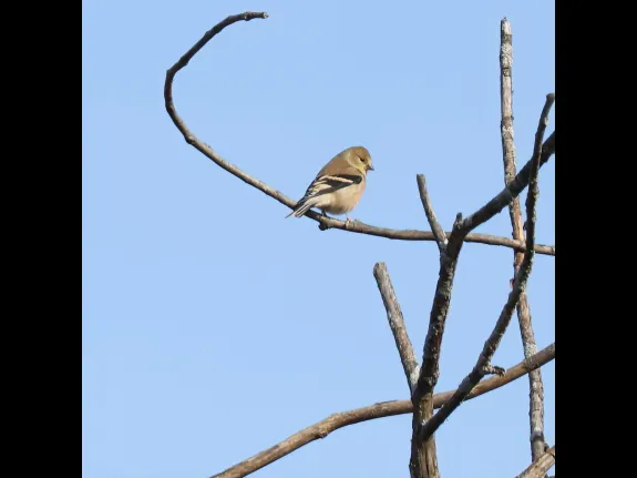 An American goldfinch at Breakneck Hill Conservation Land in Southborough, photographed by Steve Forman.