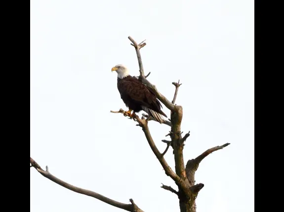 A bald eagle at the Sudbury Reservoir in Southborough, photographed by Steve Forman.