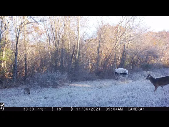 A bobcat and a white-tailed deer in Boxborough, photographed with an automatically triggered wildlife camera by Steve Cumming.