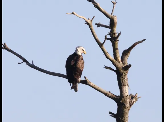 A bald eagle at the Sudbury Reservoir in Southborough, photographed by Steve Forman.