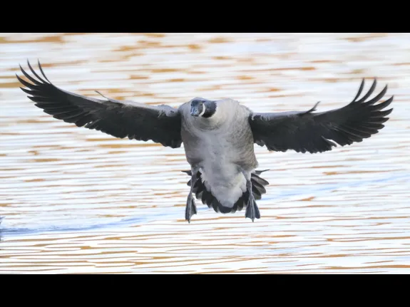 A Canada goose at Hager Pond in Marlborough, photographed by Steve Forman.