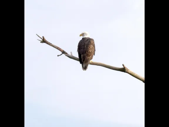 A bald eagle at the Sudbury Reservoir in Southborough, photographed by Steve Forman.
