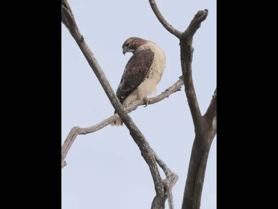 A red-tailed hawk at Breakneck Hill Conservation Land in Southborough, photographed by Steve Forman.