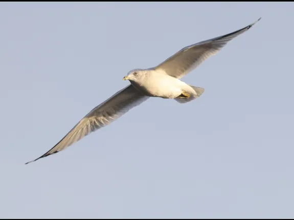 A ring-billed gull at Hager Pond in Marlborough, photographed by Steve Forman.