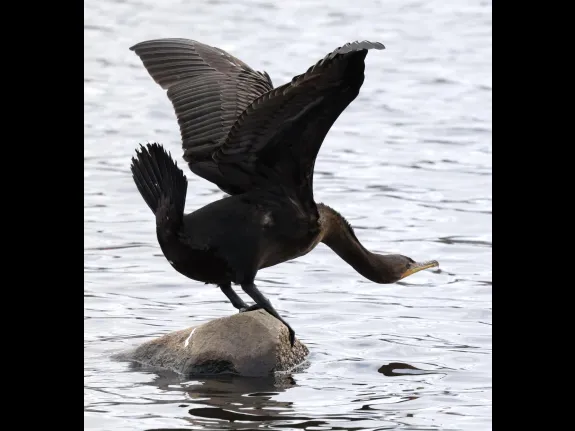 A double-crested cormorant at Hager Pond in Marlborough, photographed by Steve Forman.
