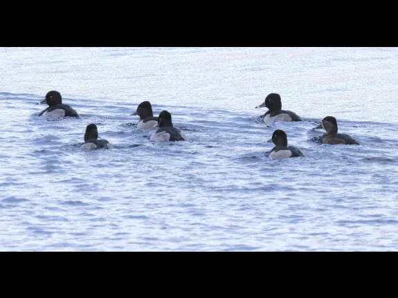 Ring-necked ducks on the Sudbury Reservoir in Southborough, photographed by Steve Forman.