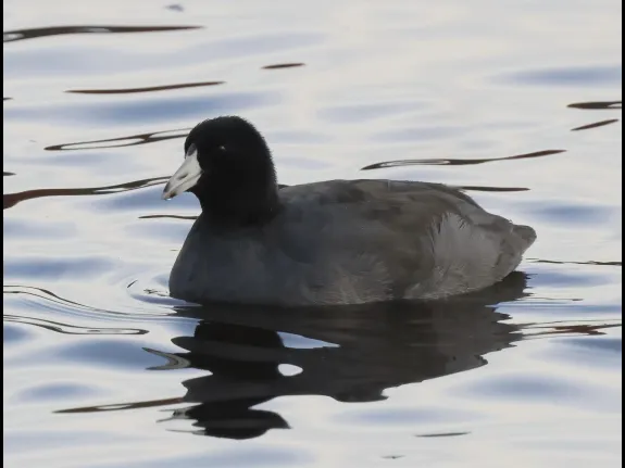 An American coot at Hager Pond in Marlborough, photographed by Steve Forman.