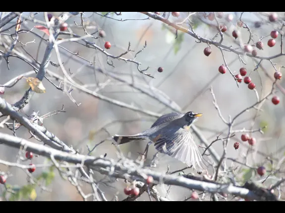 An American robin in Concord, photographed by Gail Sartori.