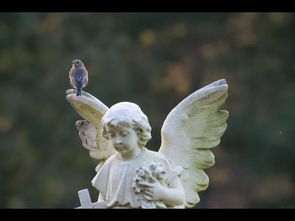 An eastern bluebird in Maynard, photographed by Gail Sartori.