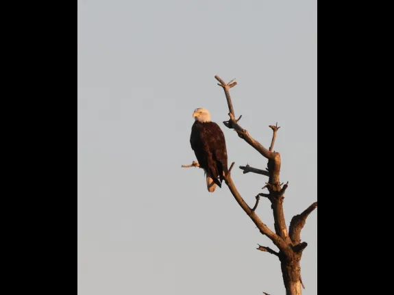 A bald eagle at the Sudbury Reservoir in Southborough, photographed by Steve Forman.