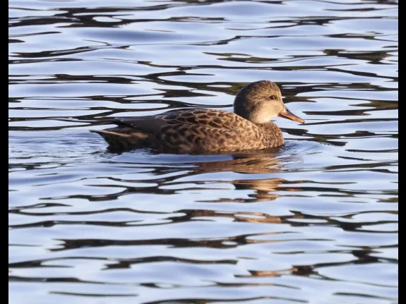 A gadwall at Hager Pond in Marlborough, photographed by Steve Forman.