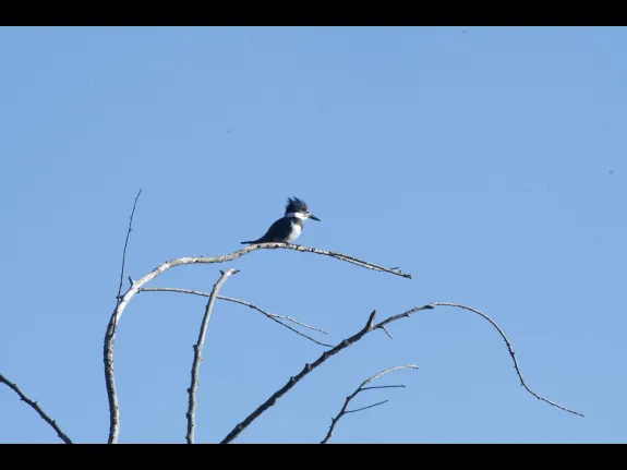 A belted kingfisher in Stow, photographed by Gail Sartori.