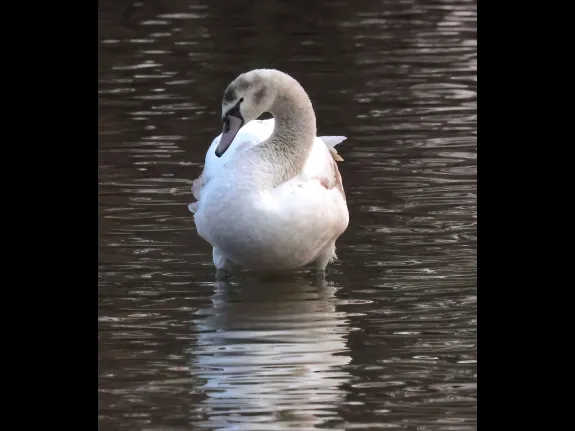 A mute swan at Hager Pond in Marlborough, photographed by Steve Forman.