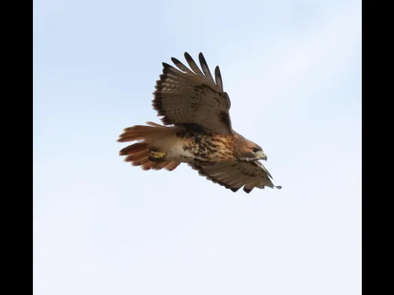 A red-tailed hawk at Breakneck Hill Conservation Land in Southborough, photographed by Steve Forman.